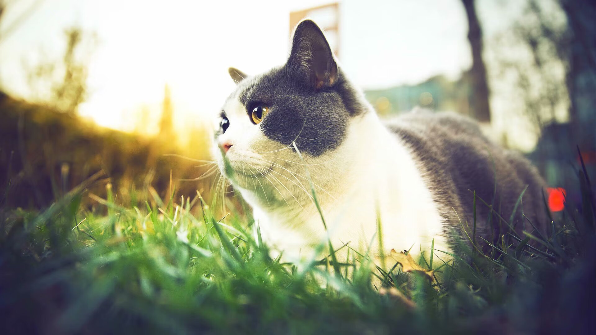 九游jiuyou-_全景天幕运动秀：光影雕塑之间的运动盛宴_，全景天幕夏天会不会很晒