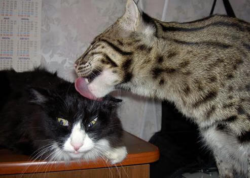 【名将故事】马克·塞尔比逆风而行的坚韧精神，马克塞尔比童年