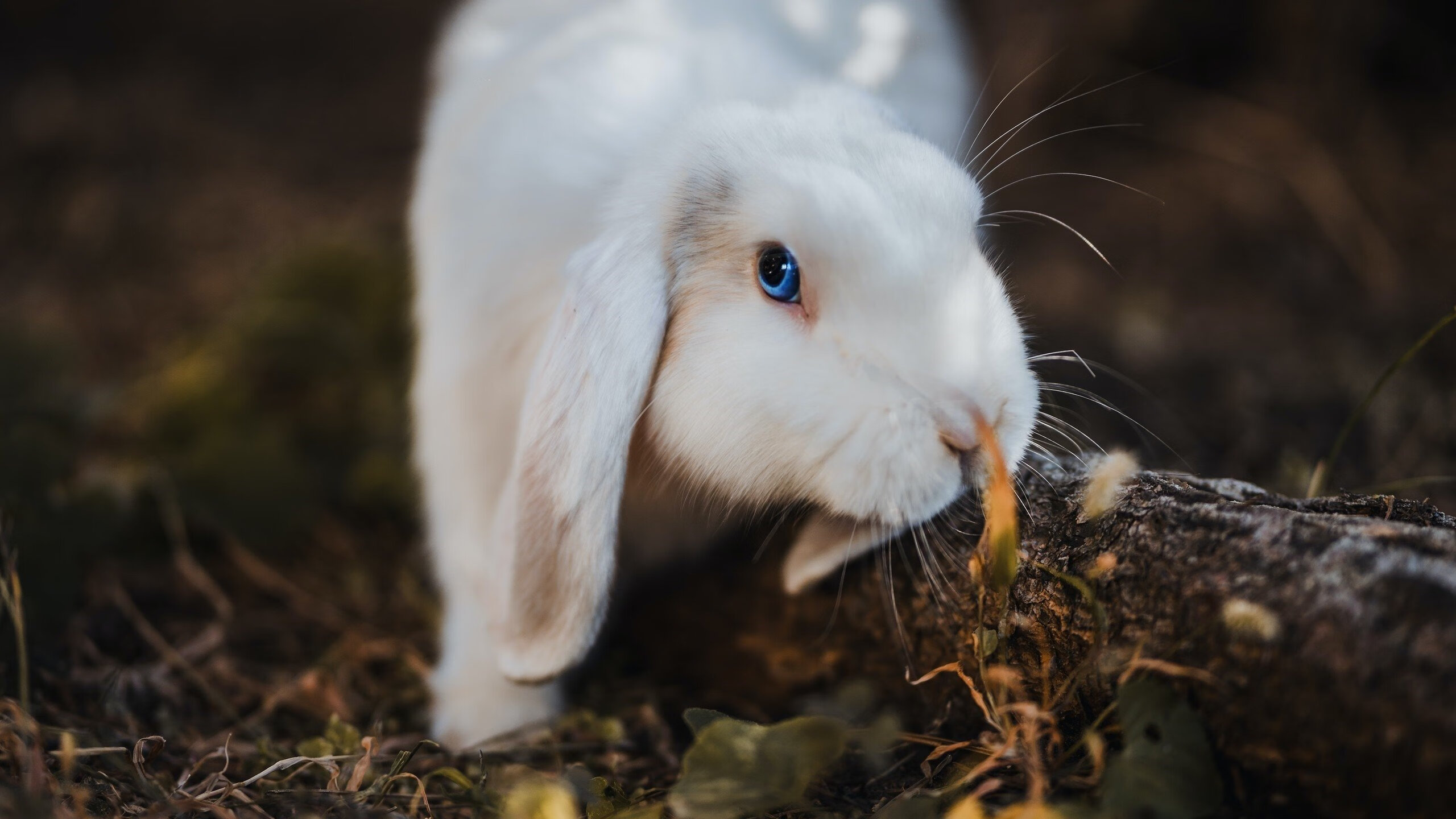 广东宏远再度夺冠，球队展现强大实力，广东宏远引入新球员