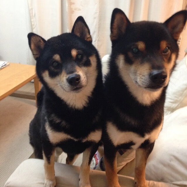 海外帆船挑战赛，海上风云变幻的精彩较量，国外帆船网站