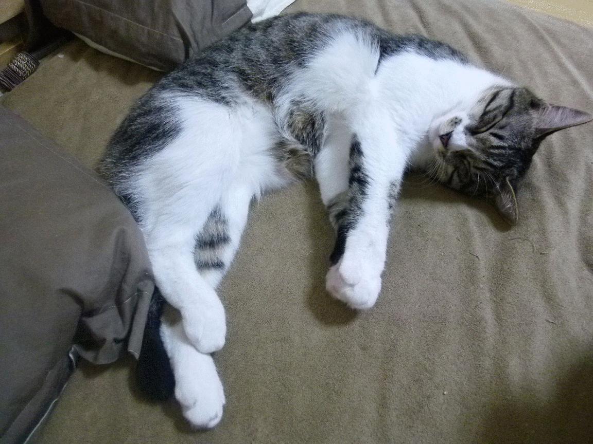 穿越火线 CFPL夏季赛赛程公布 各大战队积极备战，cfpl夏季赛2021赛程