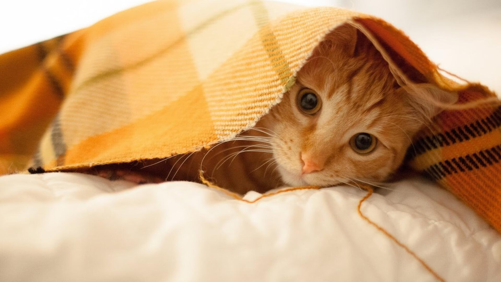 Jiu You-篮球赛事安全管理体系建设，篮球比赛的管理