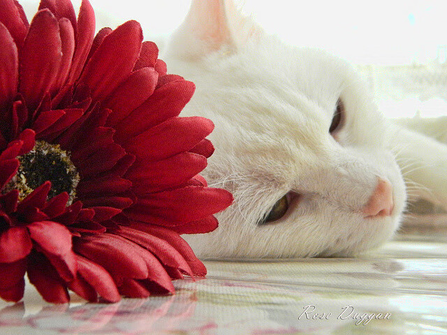 英雄联盟“未来明星”全国青少年邀请赛火爆进行，未来联盟第一人