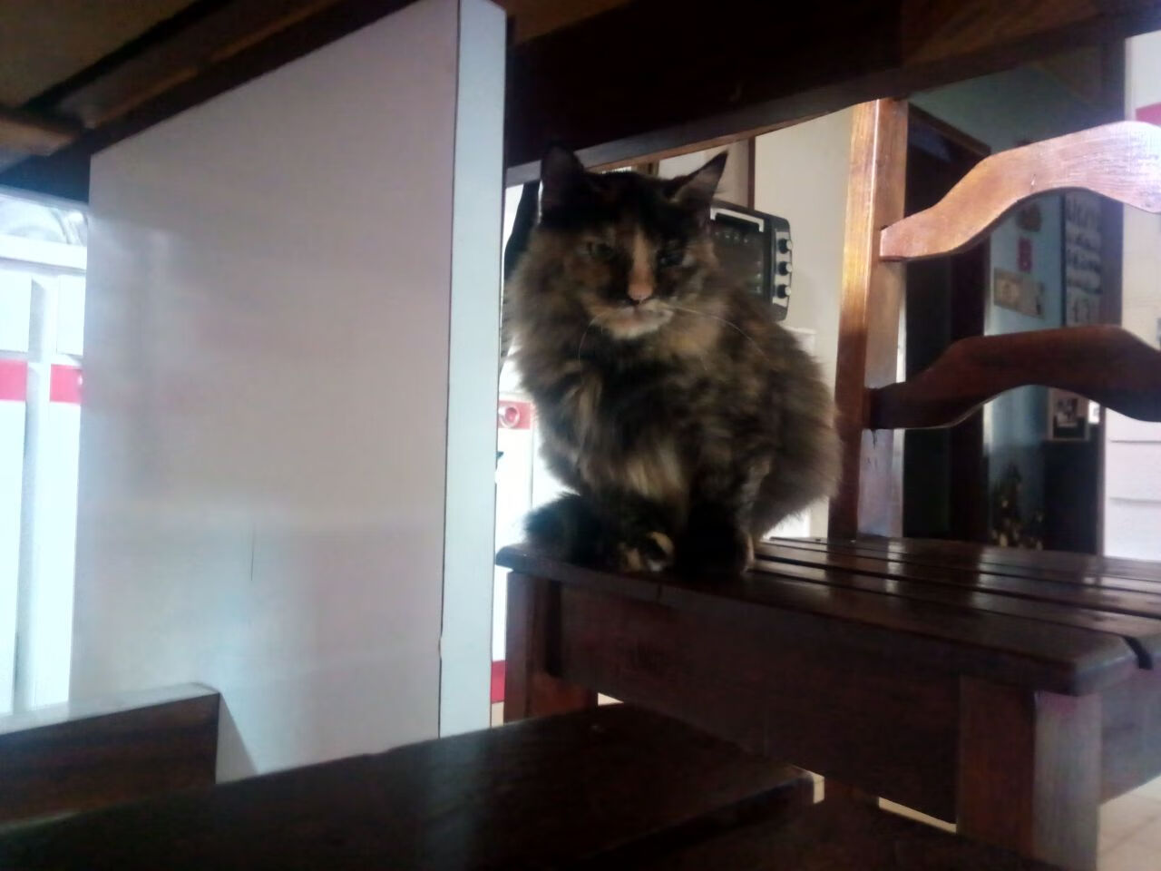 葡萄牙骑手玛丽亚·卡埃塔诺在2024年葡萄牙盛装舞步锦标赛中以“Hit Plus”马匹获得个人赛第五名，展现坚韧精神。