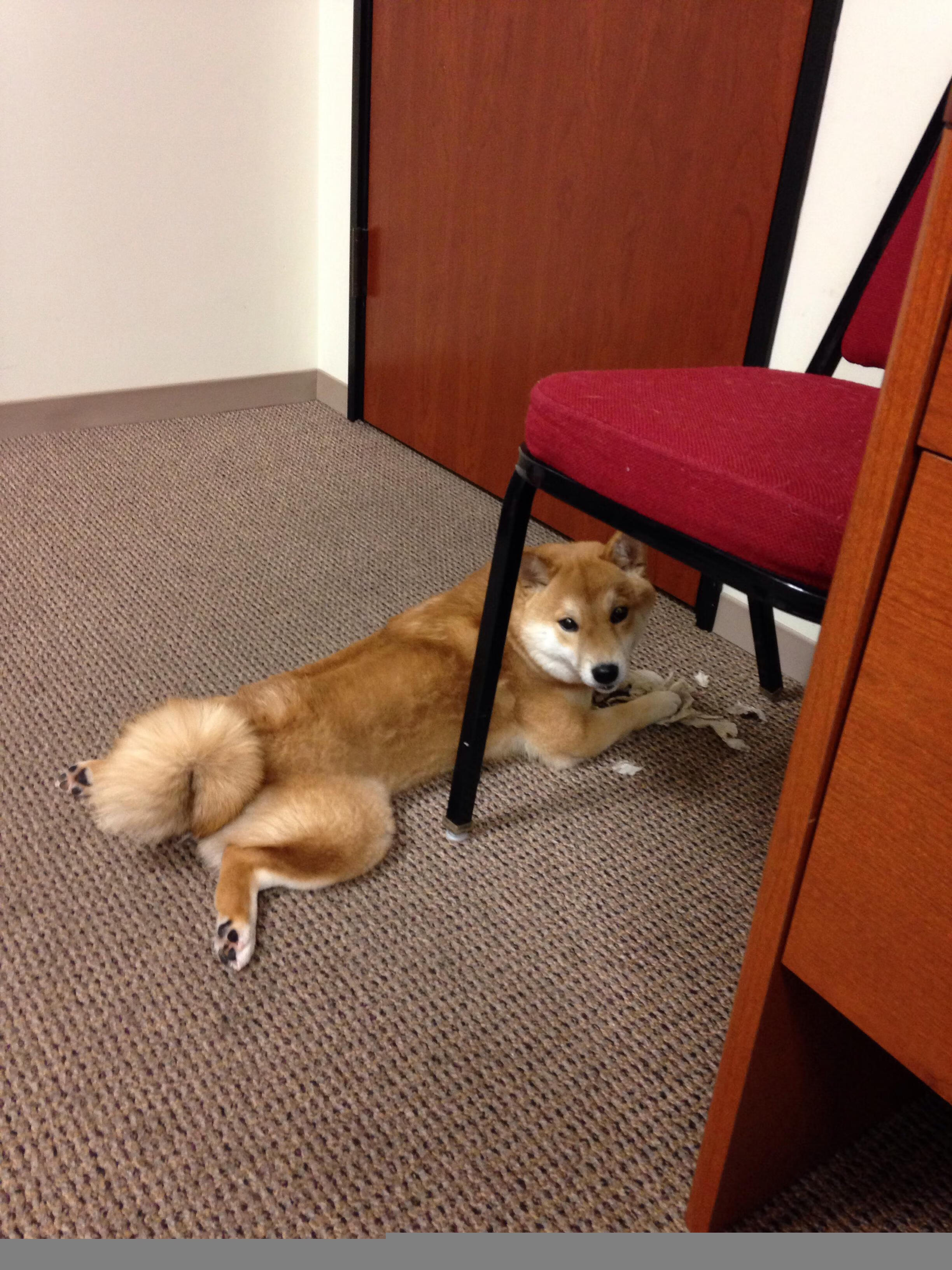 高水平女子篮球巡回赛激烈角逐，提升竞技水平，女子高中篮球联赛