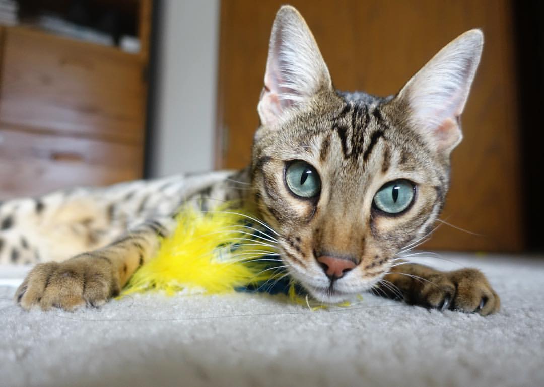 TES完成电子竞技伤病风险评估，电子竞技赛事风险的特点有哪些_