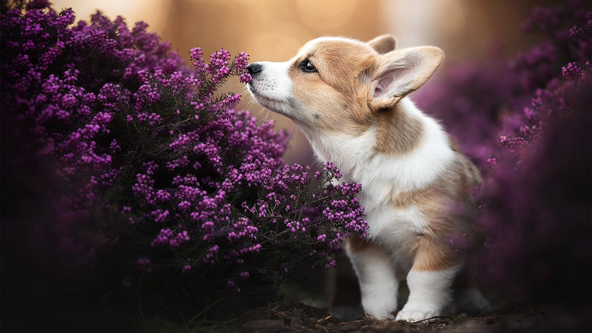 中国象棋协会发布象棋赛事组织规范，全国象棋比赛规则