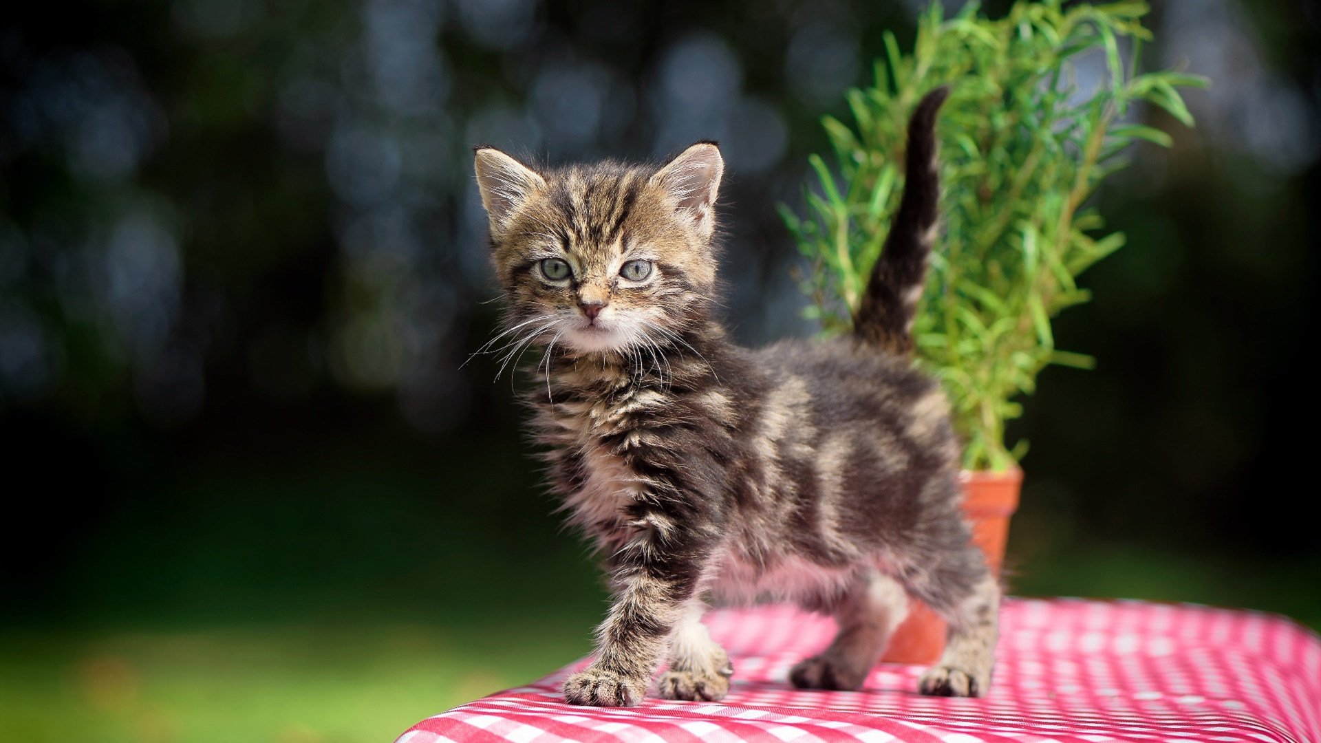 保加利亚闯入顶级赛事，表现备受期待，保加利亚比赛