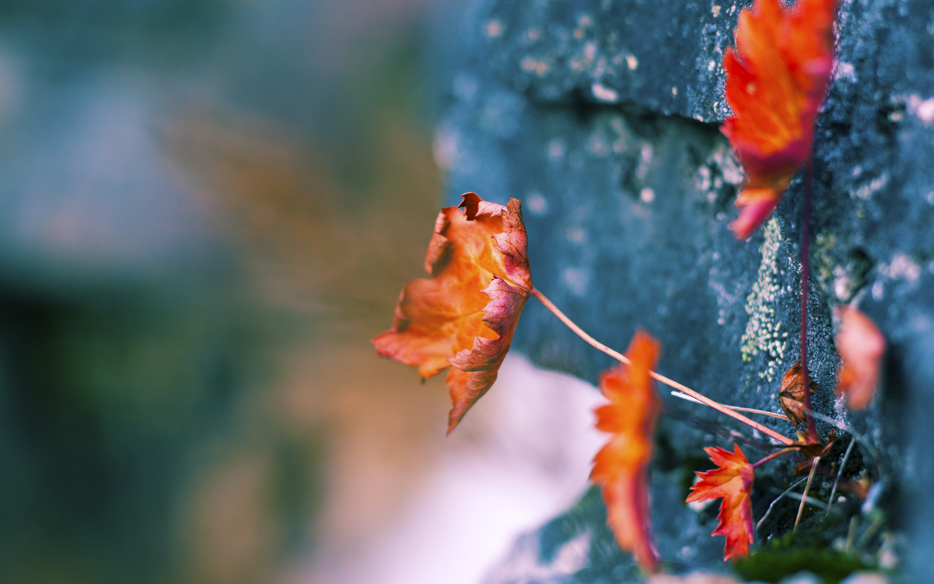 国际邀请赛延期公告，国际邀请赛互动指南预测