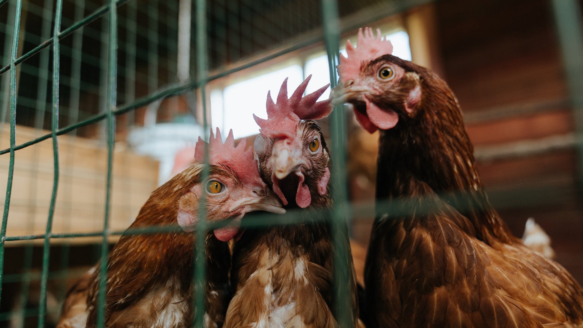 九游娱乐APP-掘金翻盘湖人，抢七大战中约基奇篮下统治全场，掘金中锋约基奇厉害吗