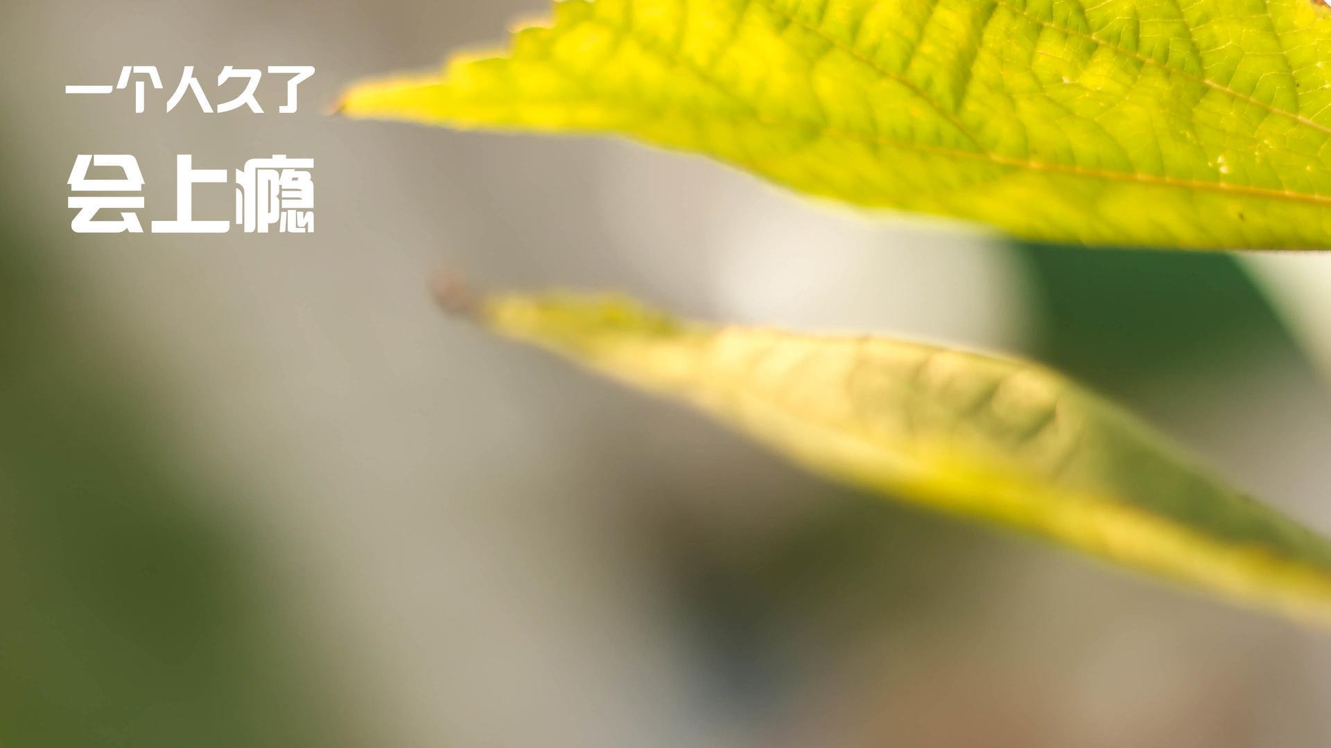 -“三叉湖飞盘赛：挑战精准与速度，竞技新高峰”