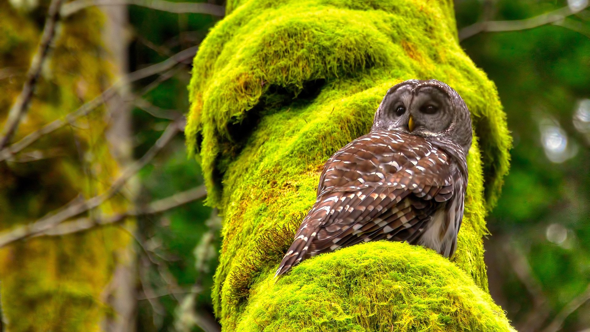 九游网页版官网-国际泳联更新规则 提高反兴奋剂力度，国际泳联再发警告新闻