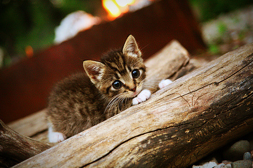 九游官网下载电脑版-国际篮联高度评价中国男篮集训计划，中国男篮国家集训队