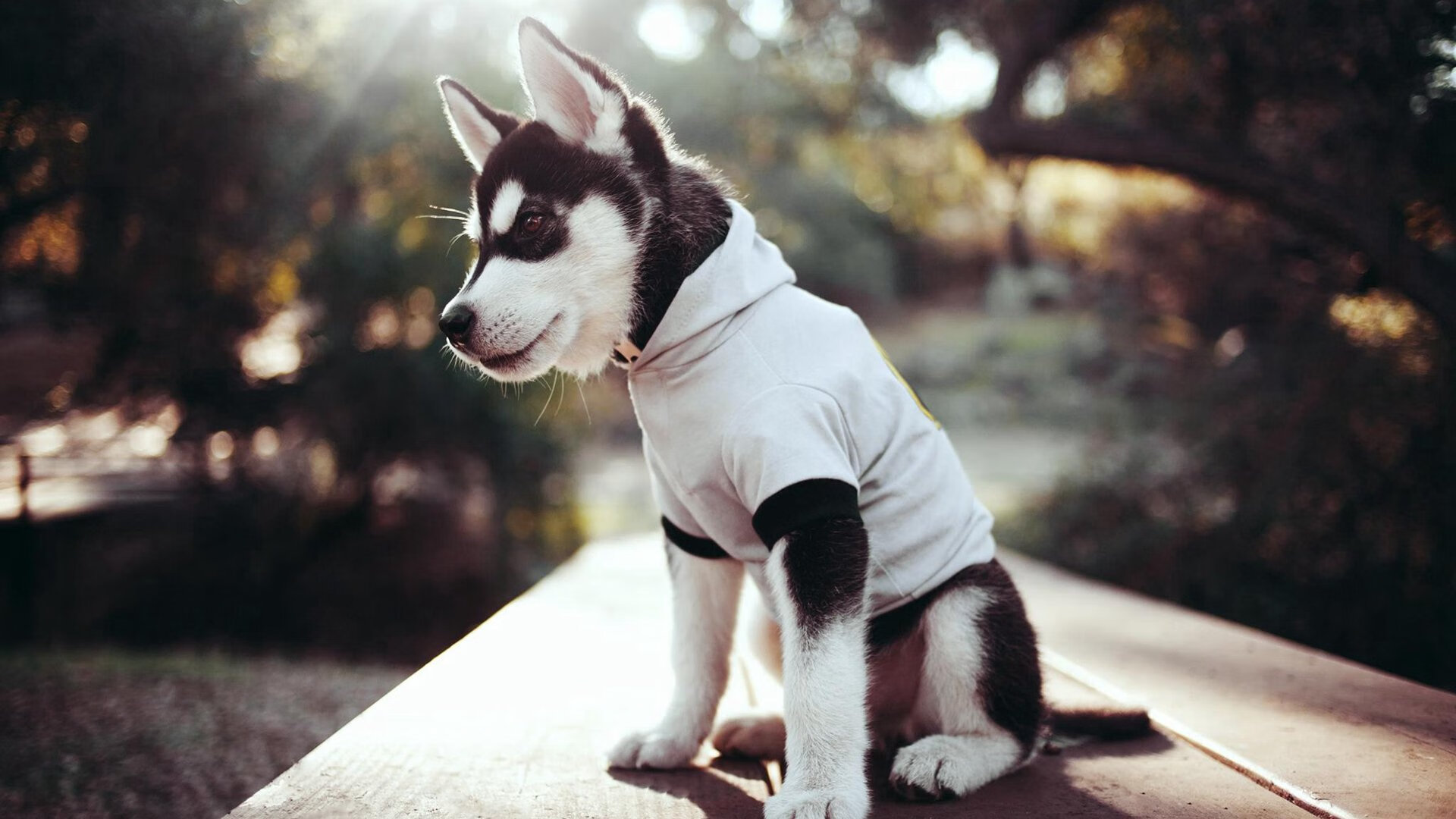 自由泳双姝配合默契摘金，双人自由泳