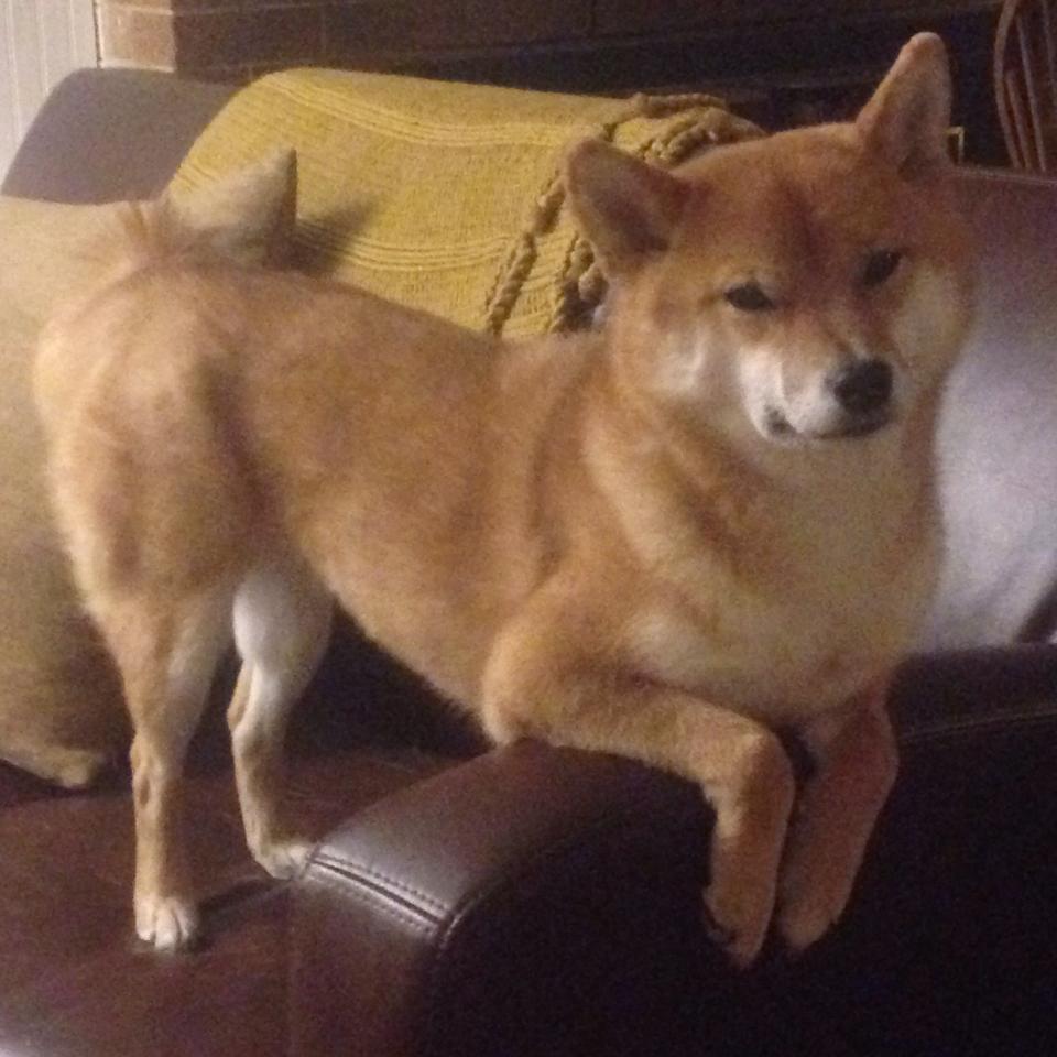 九游下载官网-大数据技术助力赛后分析提升训练内容与临场策略精准性，大数据技能比赛都比什么