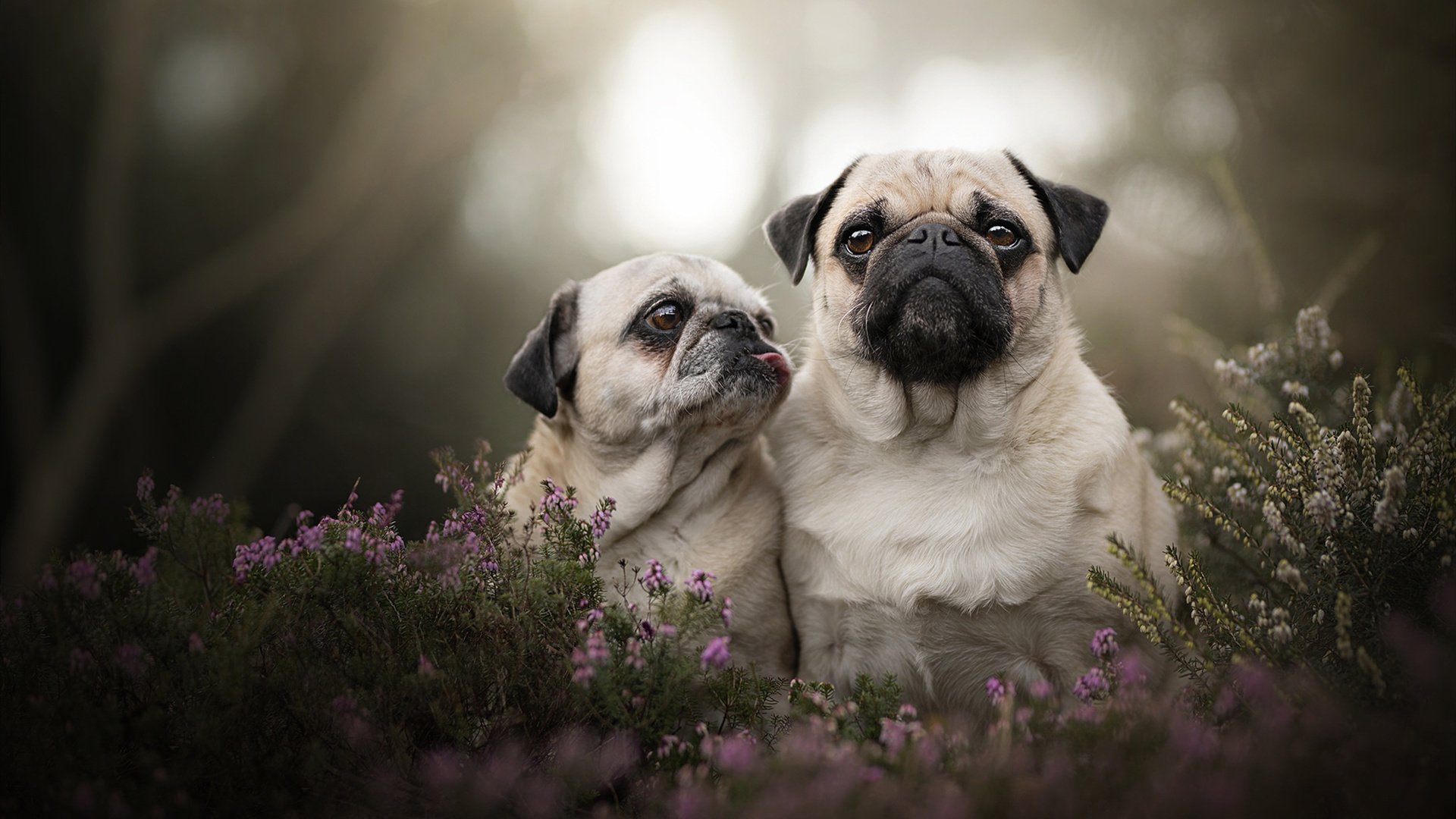 尼克斯主帅更换首发寻找化学反应,尼克斯材料