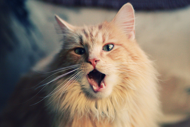 九游娱乐官网 (jiuyou)-法甲青训崛起：新星闪耀，未来无限！，法甲球队介绍