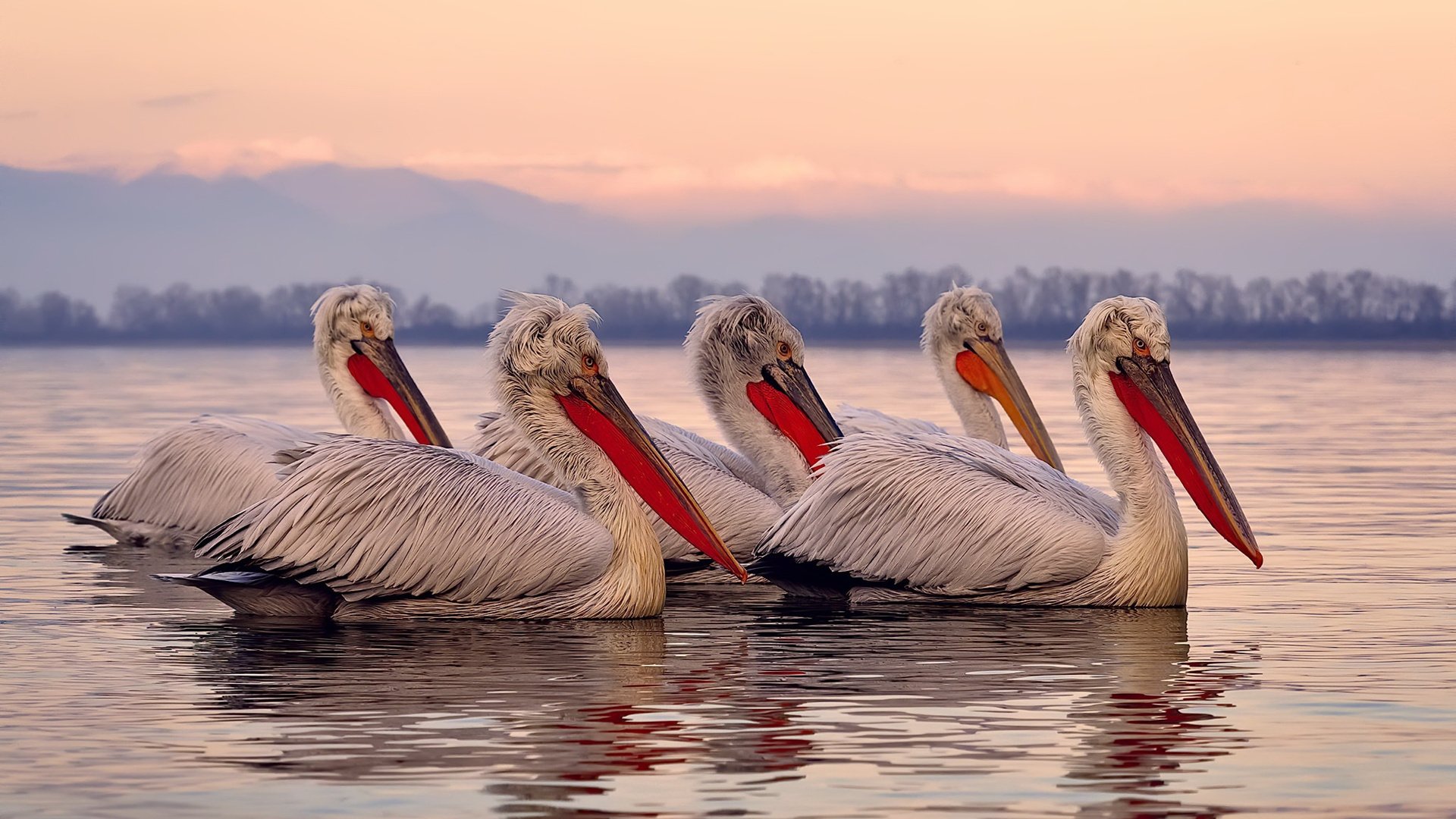 九游用户空间-苏格兰橄榄球的新战术体系开始逐步成型，苏格兰受训