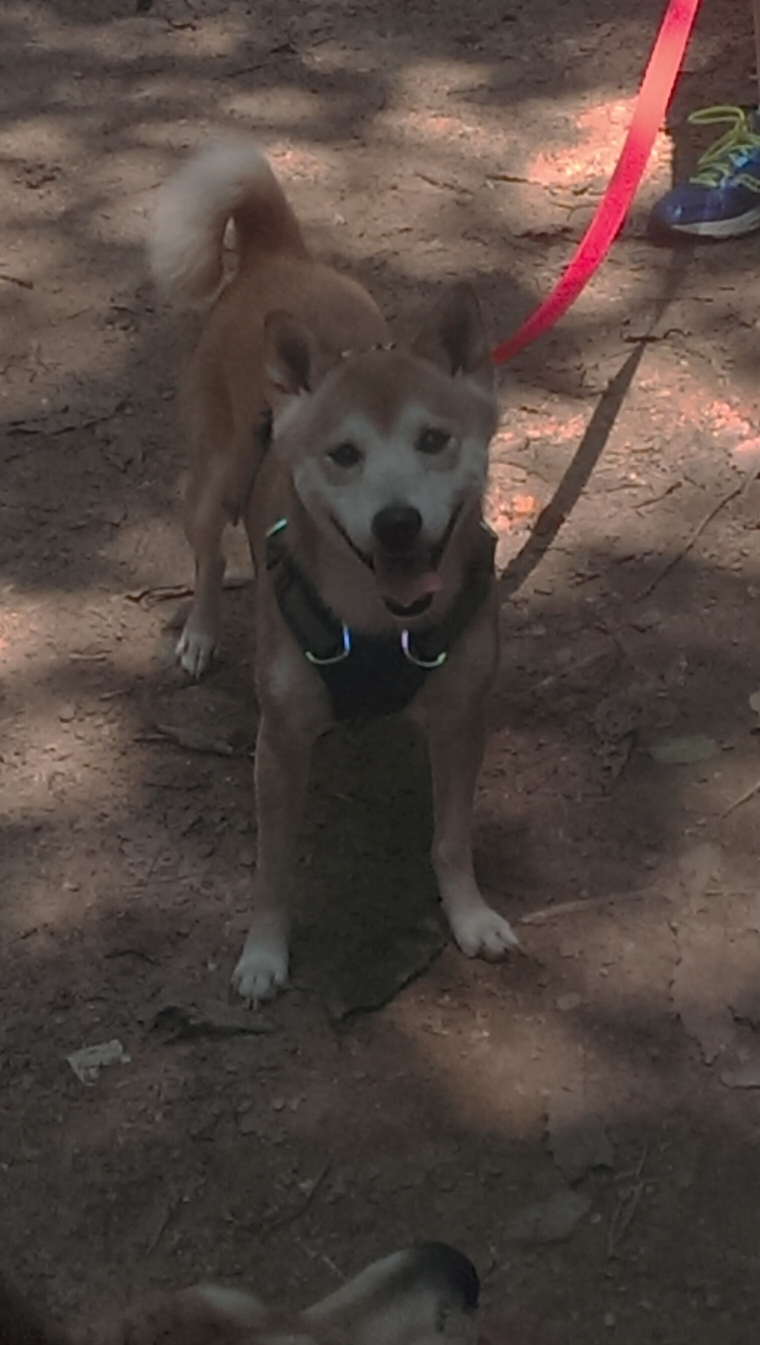 詹姆斯·奥康纳的比赛视野与决策力，成袋鼠队胜负关键，詹姆斯和奥胖跳舞