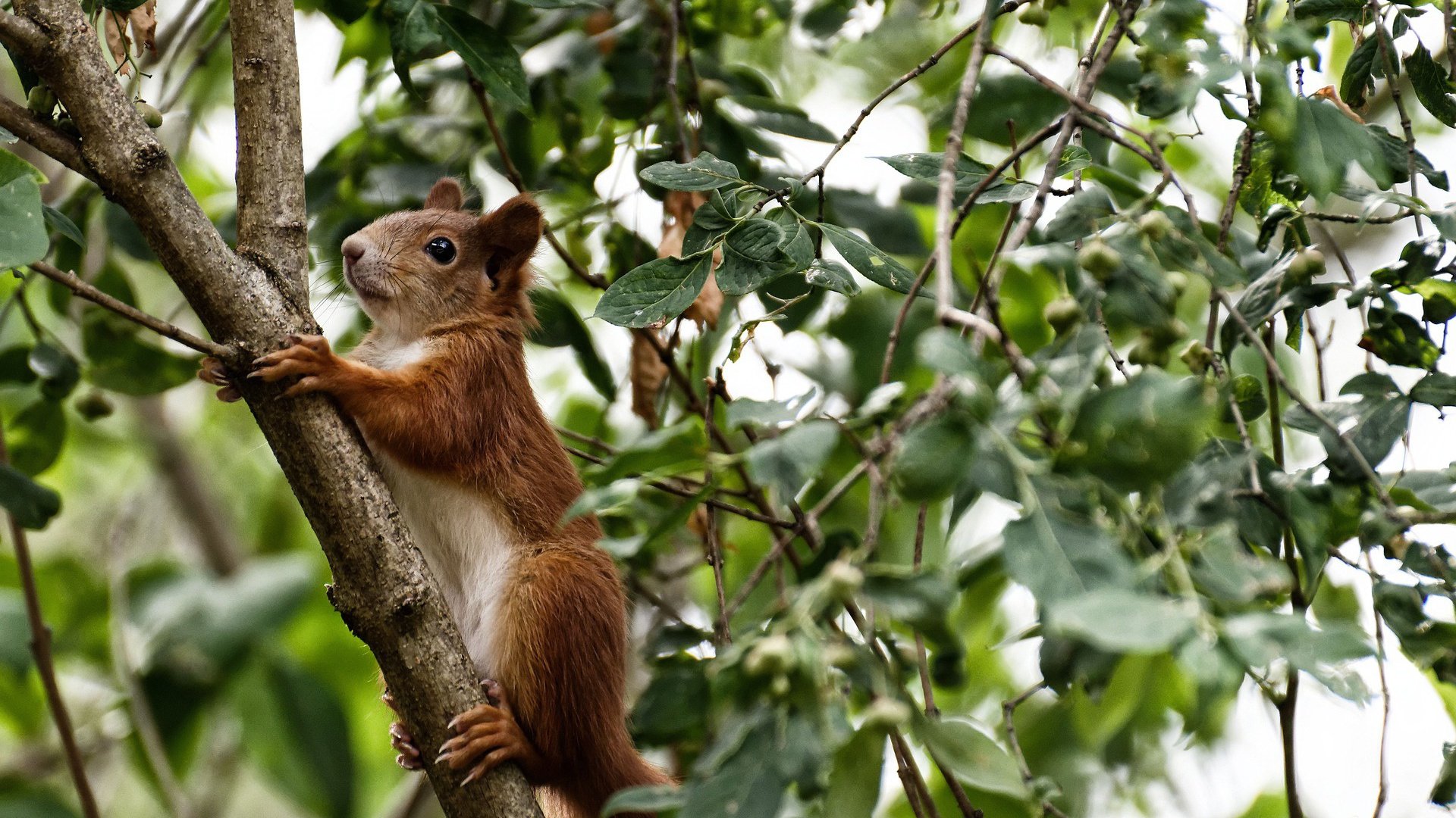阿根廷年轻天才崭露头角,国家队未来可期